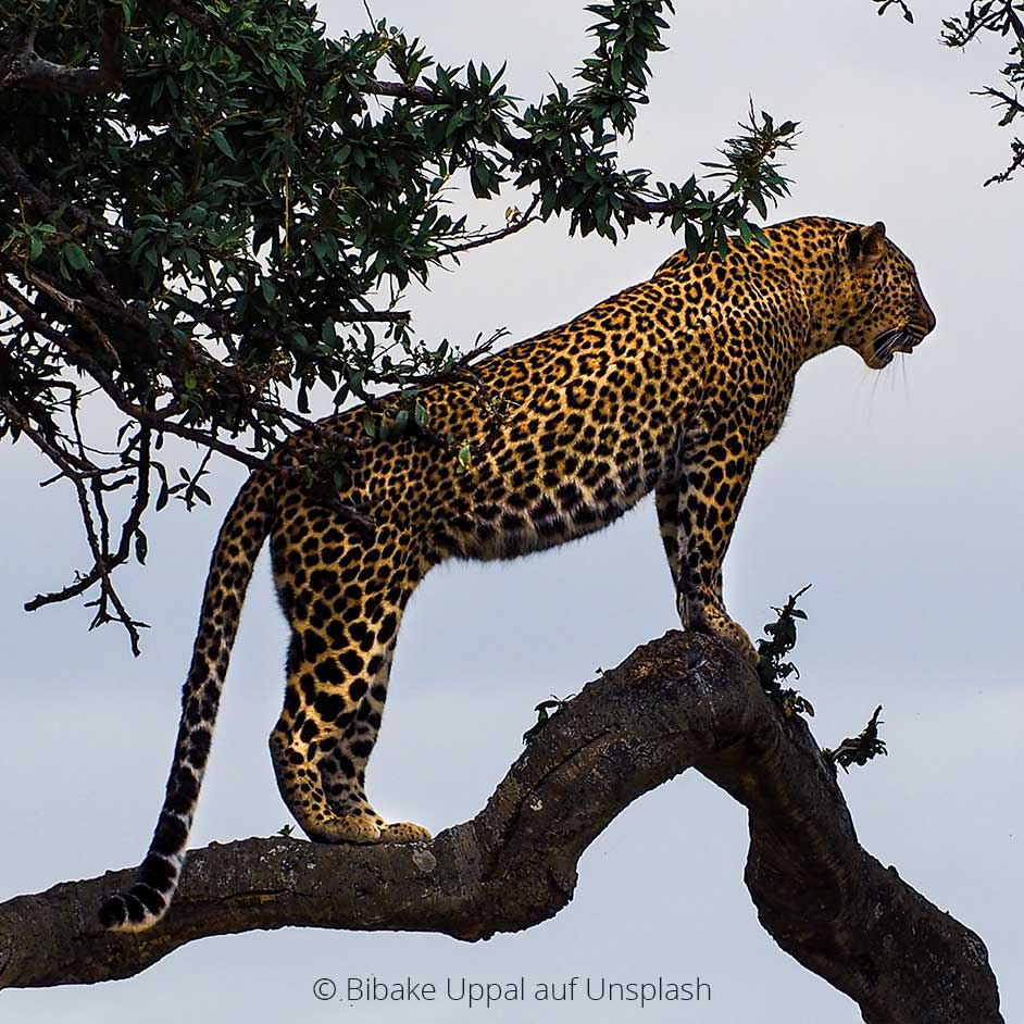 Panther-q Krafttier Panther